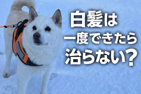 白髪　治らない